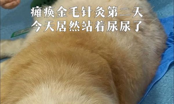 如何为猫狗制定日程计划