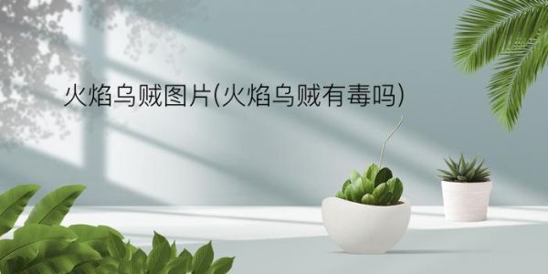 火焰乌贼图片(火焰乌贼有毒吗)