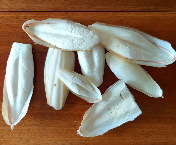 Wholesale Dry Cuttlebone Cuttlefish Bone for Pets Reptile Hermit Crab 100% Natural Cuttlefish Bon/VIETDELTA