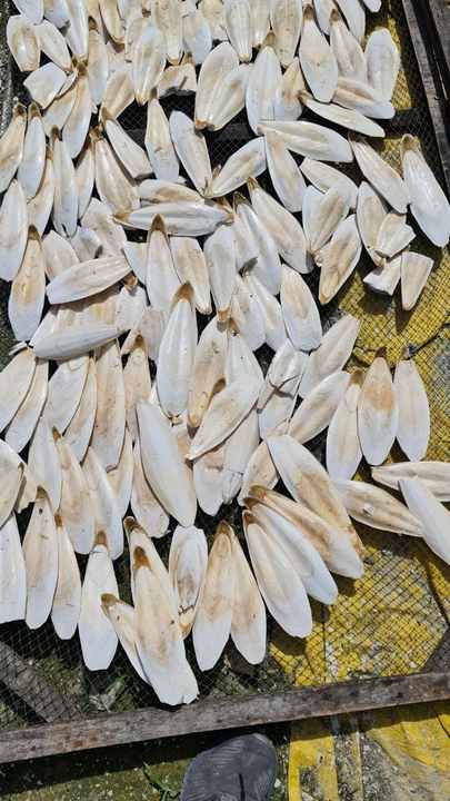 Wholesale Dry Cuttlebone Cuttlefish Bone for Pets Reptile Hermit Crab 100% Natural Cuttlefish Bon/VIETDELTA