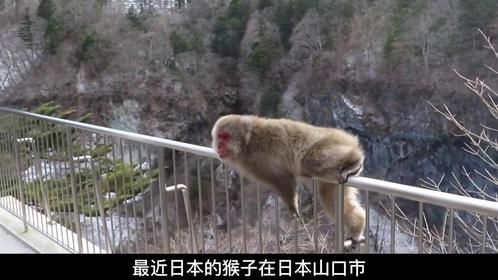 日本爆发人猴大战40多人受伤，日本人大败，是因为富士山要爆发吗