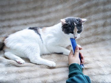 适合胆小猫咪打针的地方找到了！！！