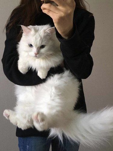 在线问诊yyds！新手养猫少花冤枉钱