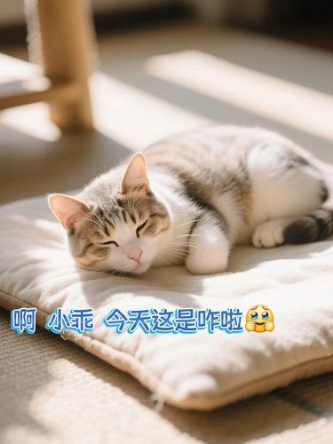 成都这家！我家毛孩子看病再也不怕贵！