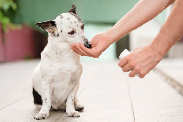 AKC Launches Online Pet Pharmacy in Partnership with Allivet