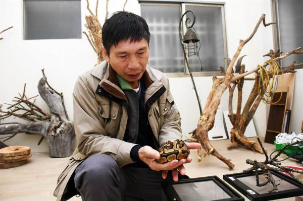 蛇类达人杜铭章经营以蛇为主题的咖啡馆，希望为蛇洗刷冤屈。（庄哲权摄）