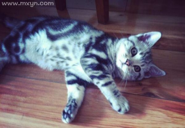 梦见猫死了