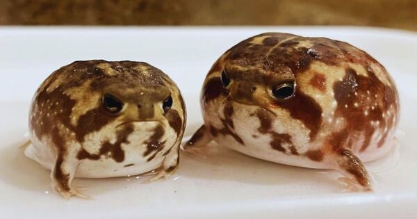 desert-rain-frog-cover.jpg