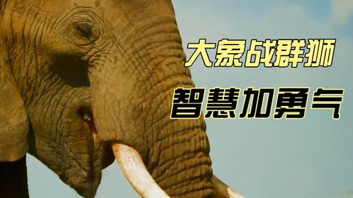 大象哥哥力保小象独战群狮不畏惧！怒怼狮群智慧和勇气兼备！