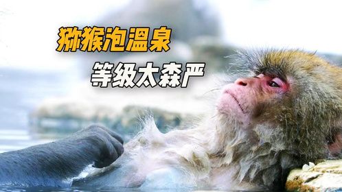 小小的温泉池里，猕猴的等级非常森严