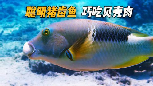 无手无脚的猪齿鱼，却能打开坚硬的贝壳吃里面的肉