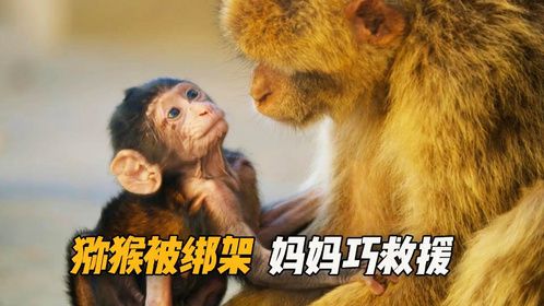 小猕猴被绑架高空遇险，妈妈急中生智巧妙营救