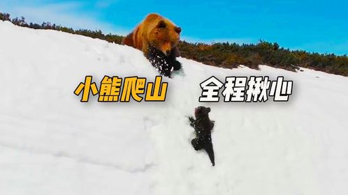小熊连续五次爬雪山，为什么快登顶时被熊妈妈一掌拍下