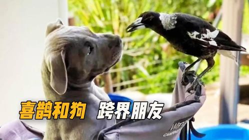 怎么也没想到，喜鹊和狗竟成为了跨界的好朋友