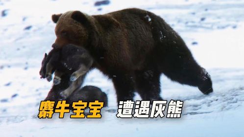 麝牛宝宝刚出生6个小时就遭遇灰熊，它能平安逃离吗？