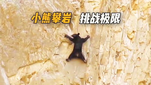 小熊被困悬崖进退两难，熊妈妈却置之不理？