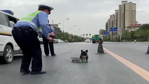狗狗在公路玩滑板，被交警拦下后，直接画风突变一下成名了