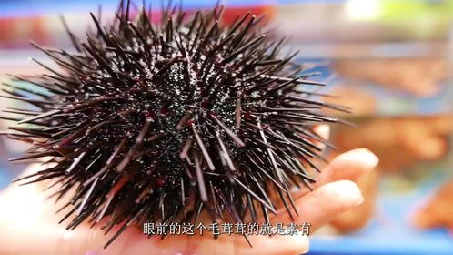 渔民徒手潜海拾海胆