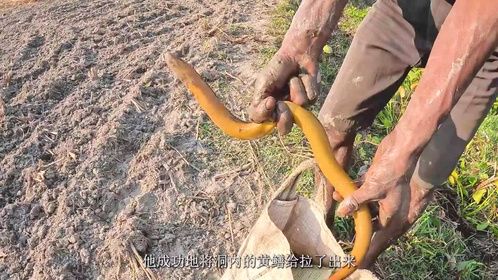 渔民细绳钓黄鳝