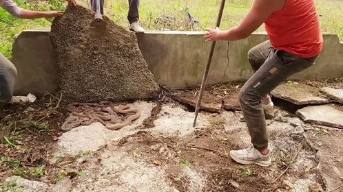捕蛇小队在废弃房屋发现蛇窝