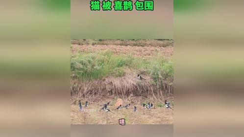 小猫被喜鹊包围，这次是插翅也难飞呀