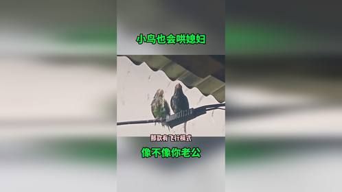 小鸟也会哄媳妇，这场景像不像你们俩口子？