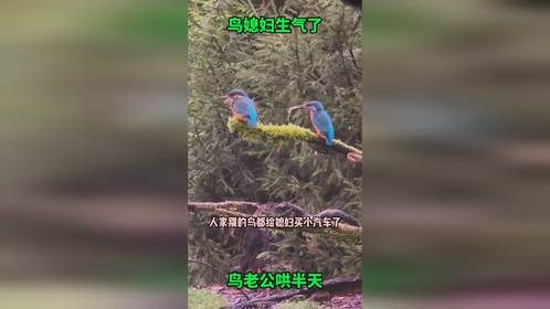 小鸟媳妇生气了，鸟老公叼着食物哄半天