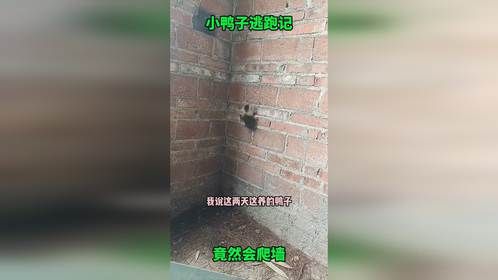 小鸭子爬墙逃跑，结果狠狠的摔了下来