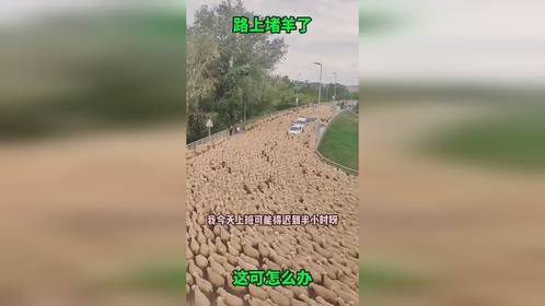 只听说路上堵车，头一次见路上堵羊的