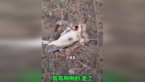 小鸟：我正在睡觉，你这样礼貌吗？