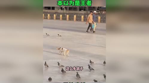 小猫看见广场上这么多鸽子两眼都放光了，可惜一个也没抓着