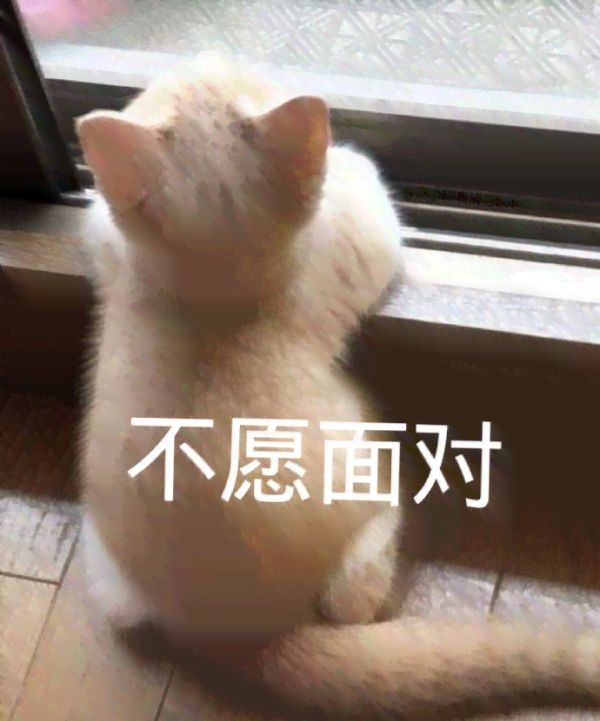 可爱动物的文案：短句句子汇编，朋友圈简短文案灵感集锦