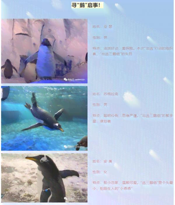 可爱动物的文案：短句句子汇编，朋友圈简短文案灵感集锦