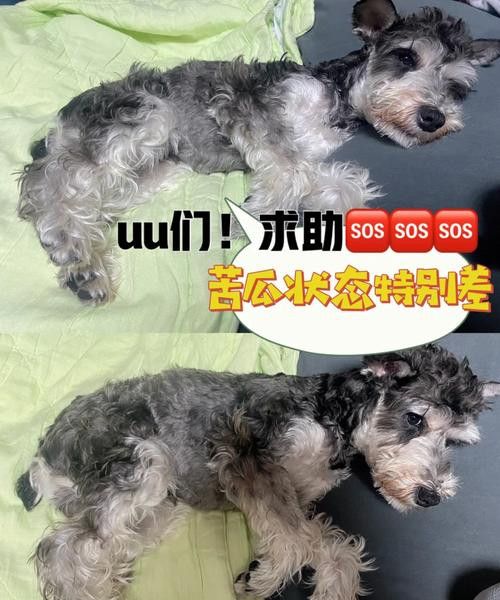 自己的宠物生病了 动物 第1张
