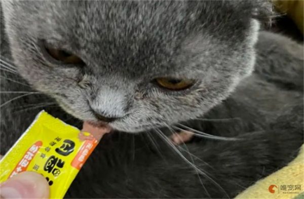 猫条是什么东西 一天吃几条