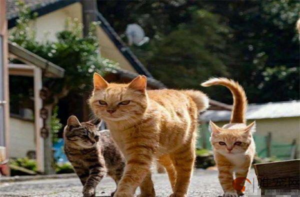 猫零食猫条哪个牌子好 每天吃多少