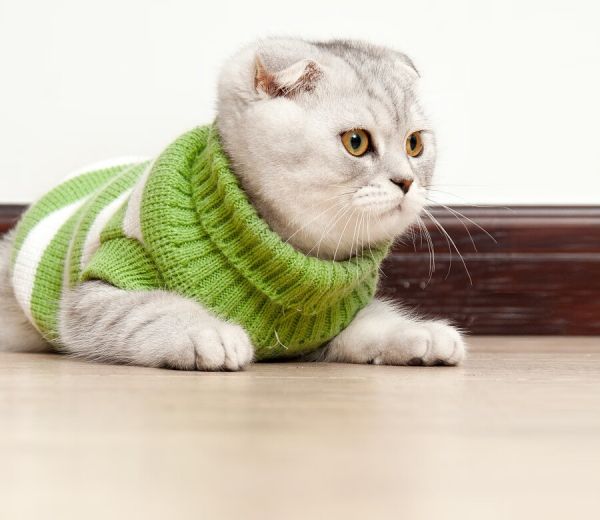 轻松选择猫条，解决猫咪挑食问题的第1张示图