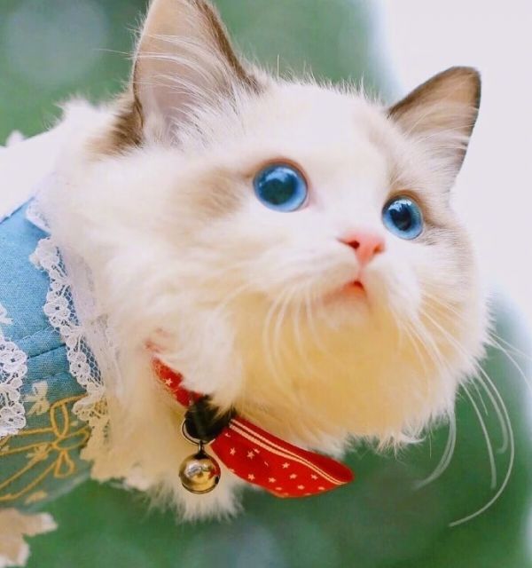 轻松选择猫条，解决猫咪挑食问题的第3张示图