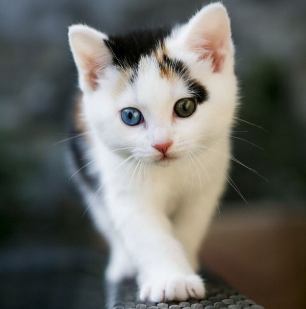 轻松选择猫条，解决猫咪挑食问题的第4张示图
