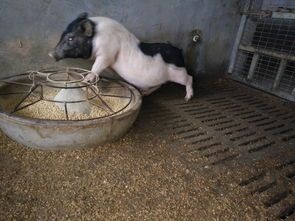 宠物小香猪图片欣赏？最受欢迎的宠物小香猪品种排行榜