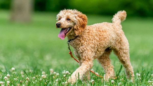 Poodle