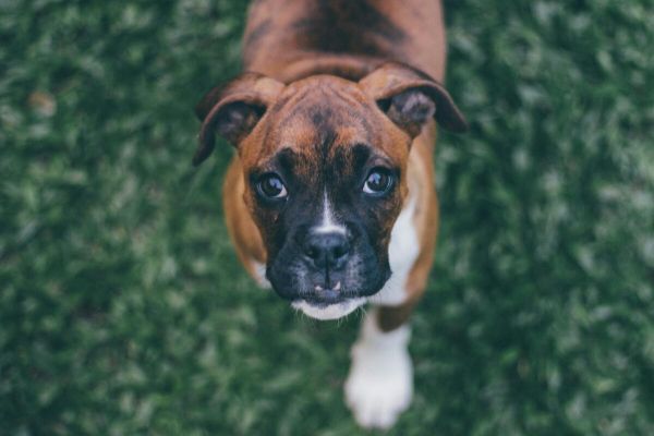 Close-up portrait of a cute Boxer puppy looking up while standing on lush green grass.