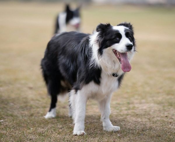 black and white border collie running on green grass field during daytime