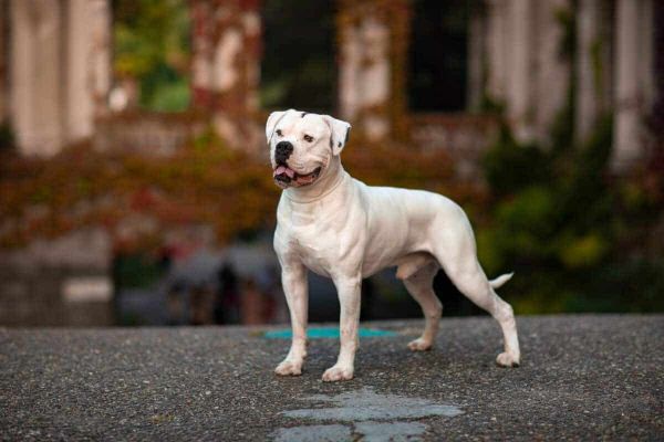 american bulldog vs. whippet