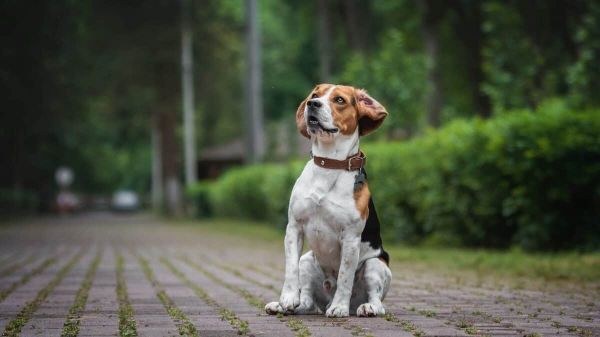 Beagle with collar