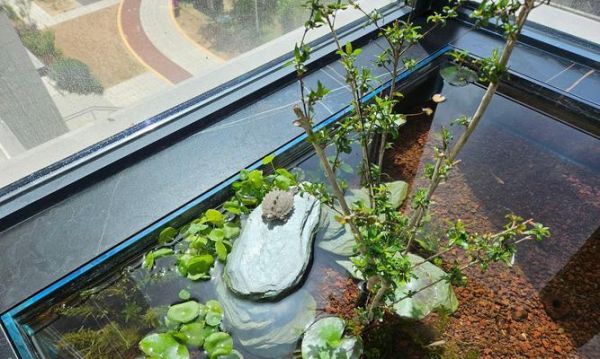 草缸适合加什么螺类鱼苗？如何选择适合的品种？