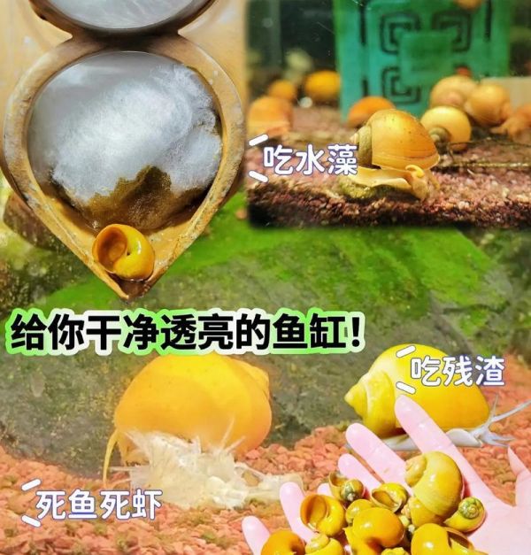 草缸适合加什么螺类鱼苗？如何选择适合的品种？