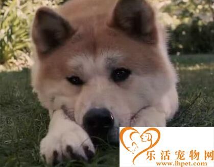 忠犬八公是什么狗 它就是日本有名的秋田犬