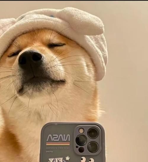 狗狗情侣图片大全可爱