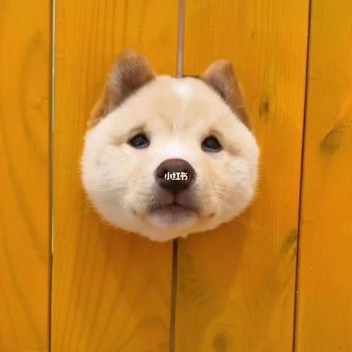 狗狗情侣图片大全可爱